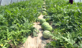 沛县吃瓜最新事件爆料,揭秘背后真相与争议